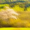 New Brunswick Spring 3